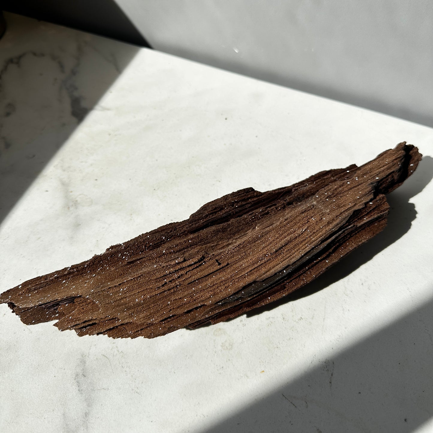 Premineralised Fossil Wood (Triassic Period- Germany)