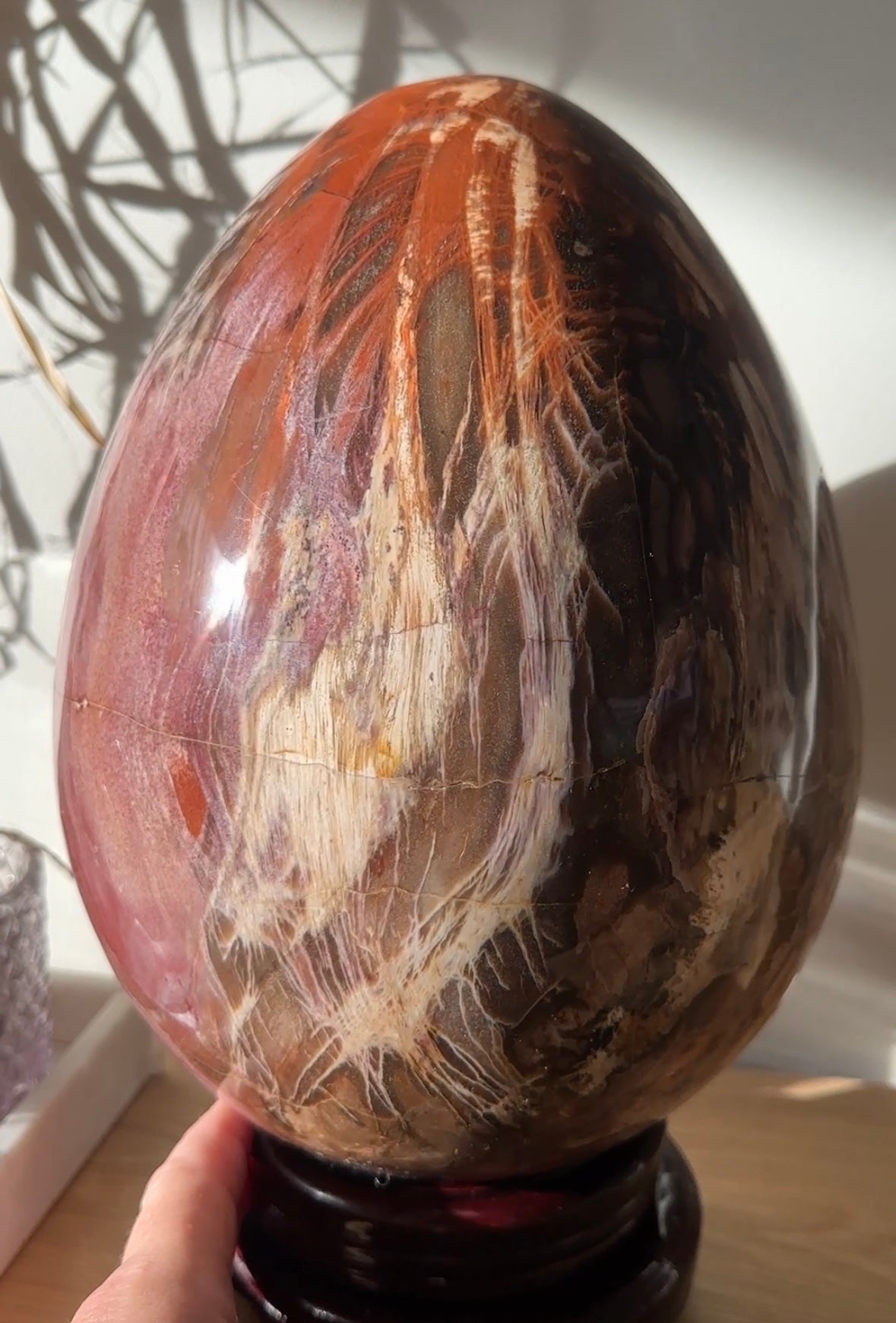 Extra Large Polished Petrified Wood Egg