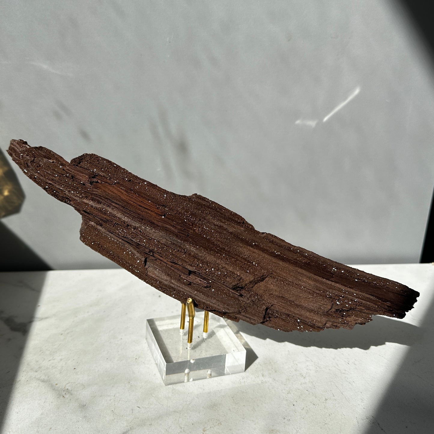 Premineralised Fossil Wood (Triassic Period- Germany)