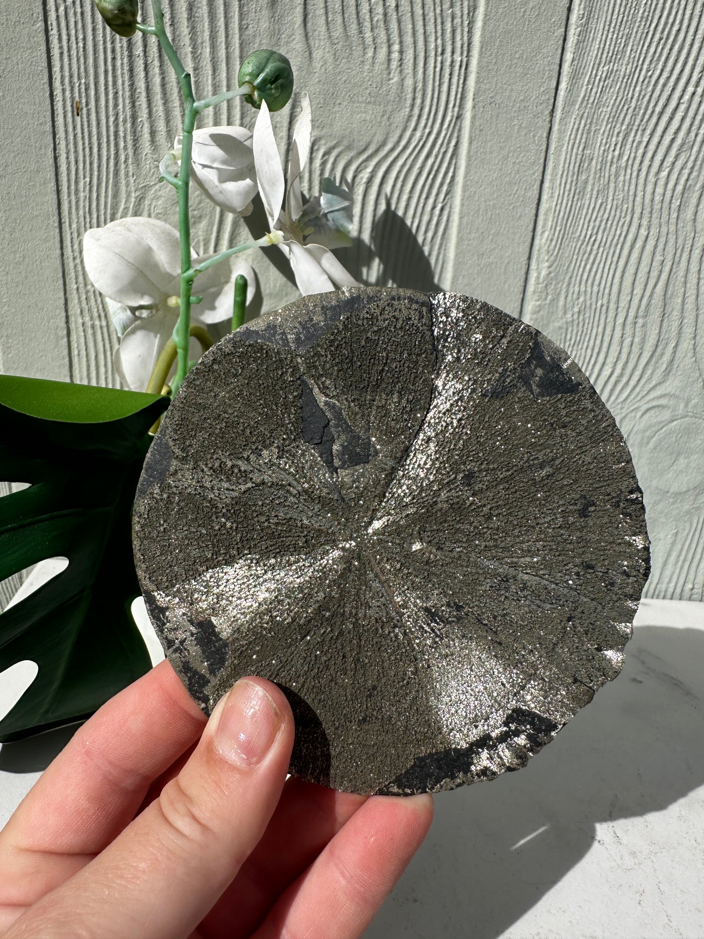 Large Pyrite Sun