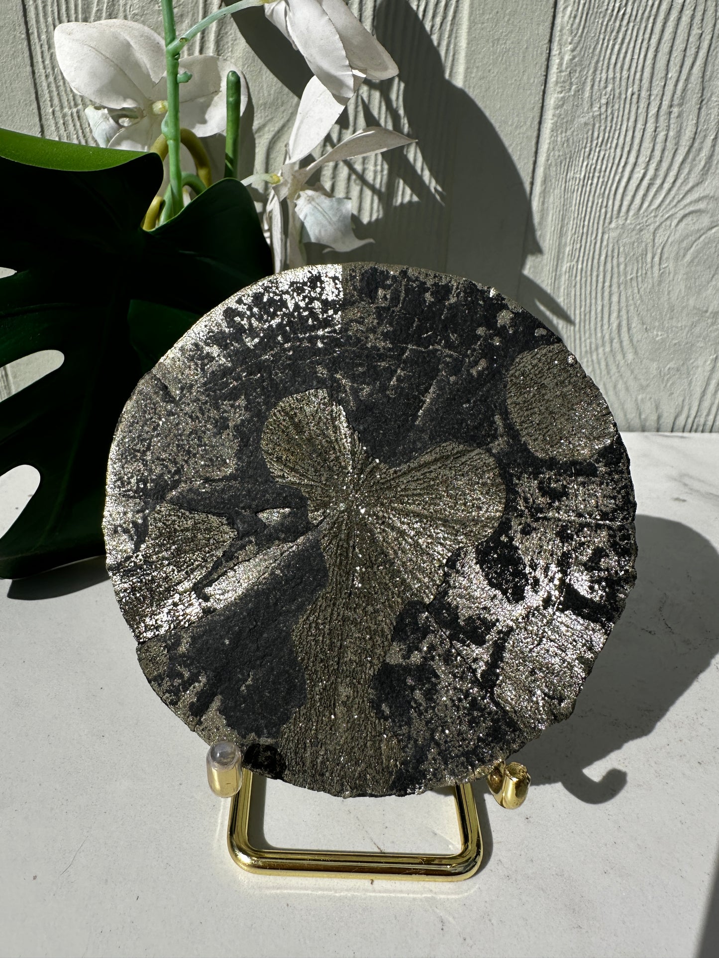 Large Pyrite Sun