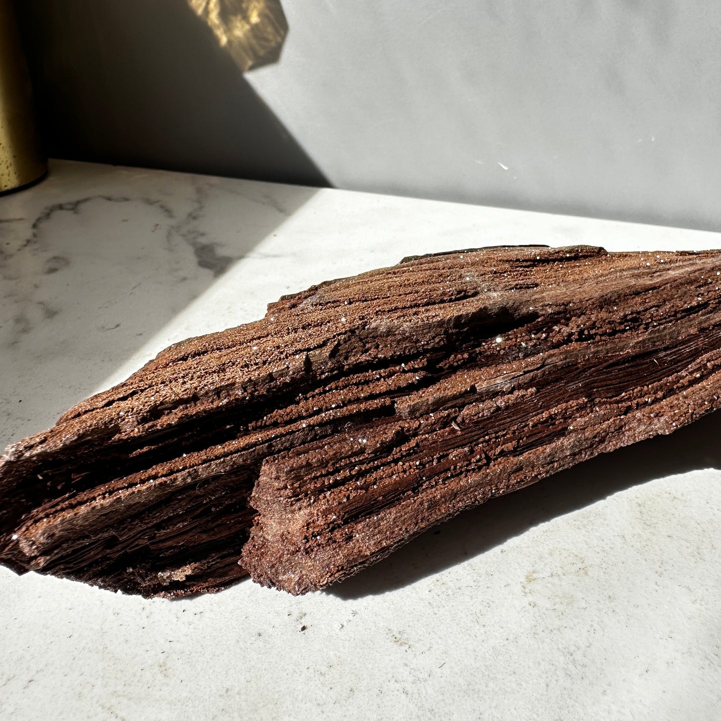Premineralised Fossil Wood (Triassic Period- Germany)