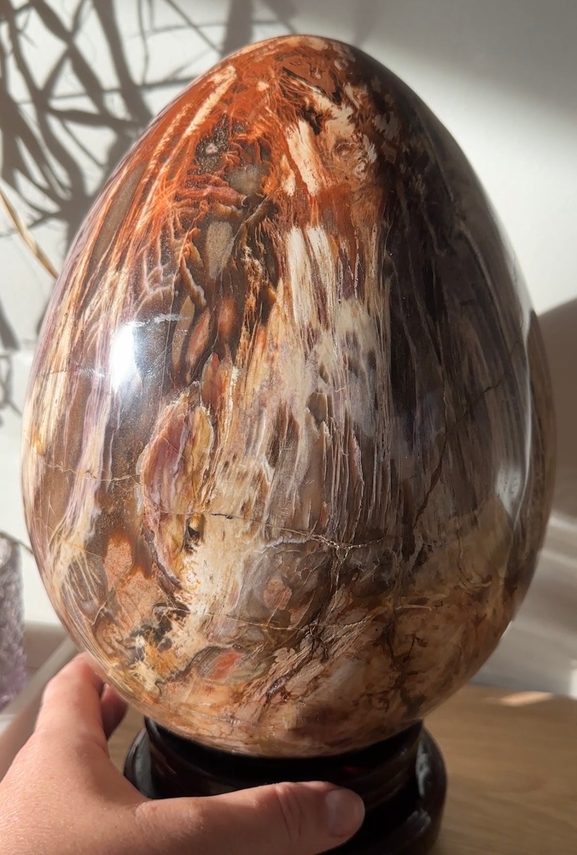 Extra Large Polished Petrified Wood Egg
