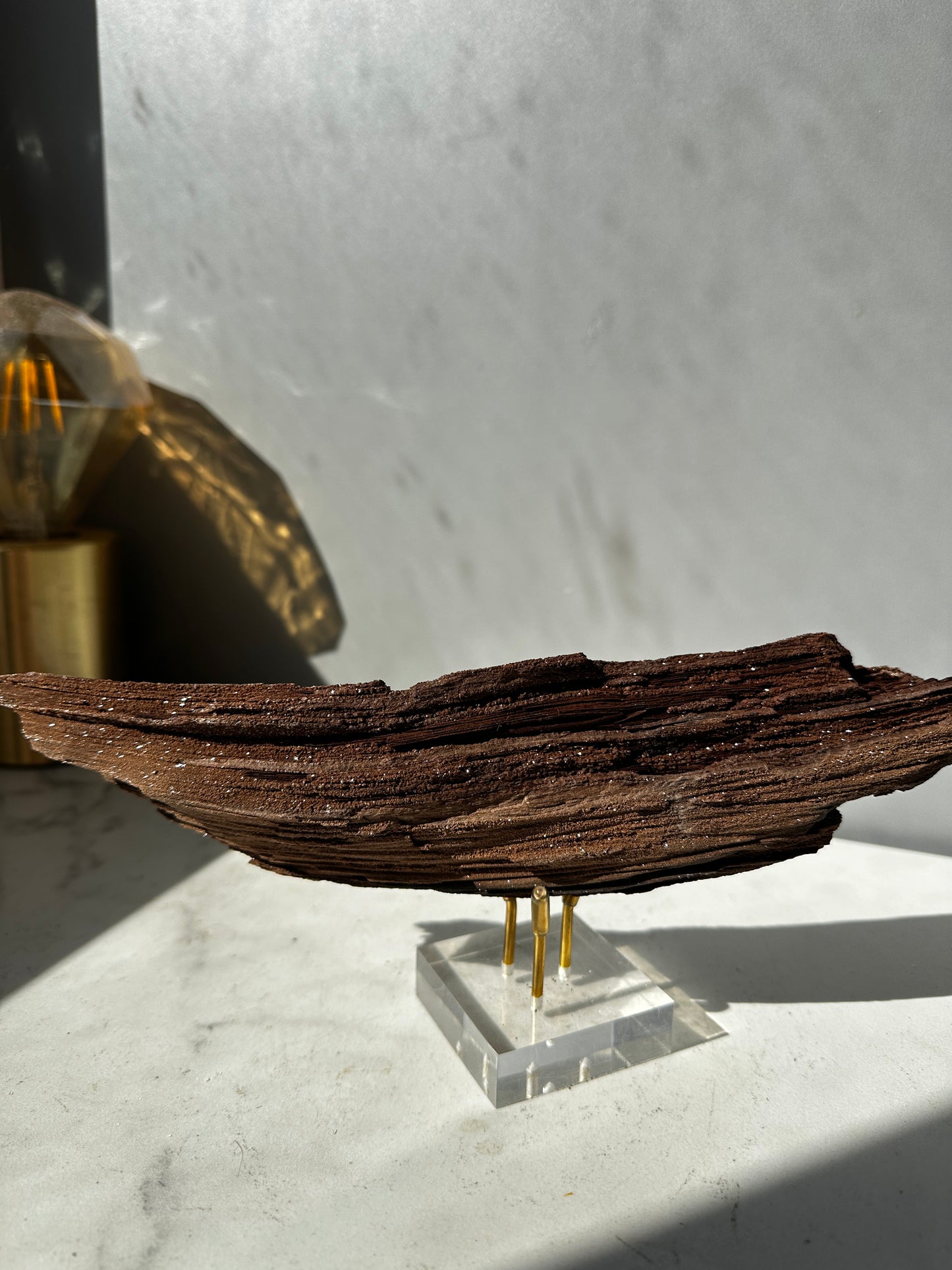Premineralised Fossil Wood (Triassic Period- Germany)