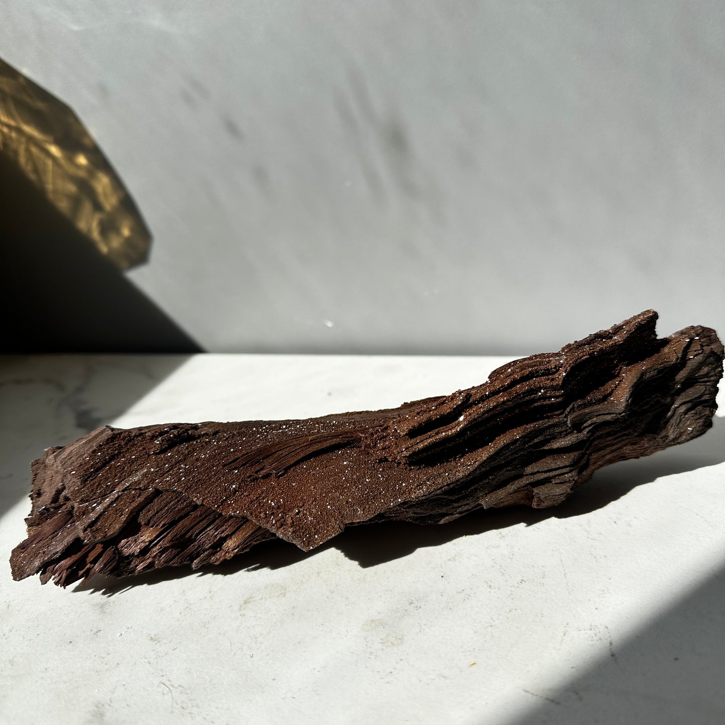 Premineralised Fossil Wood (Triassic Period- Germany)