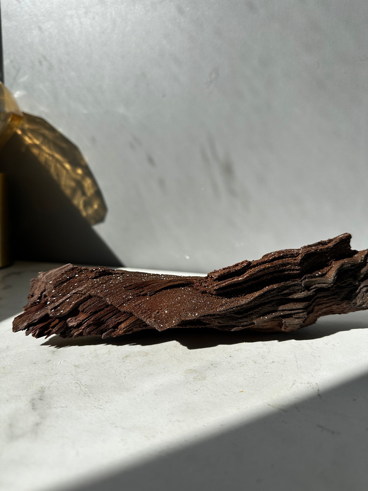 Premineralised Fossil Wood (Triassic Period- Germany)
