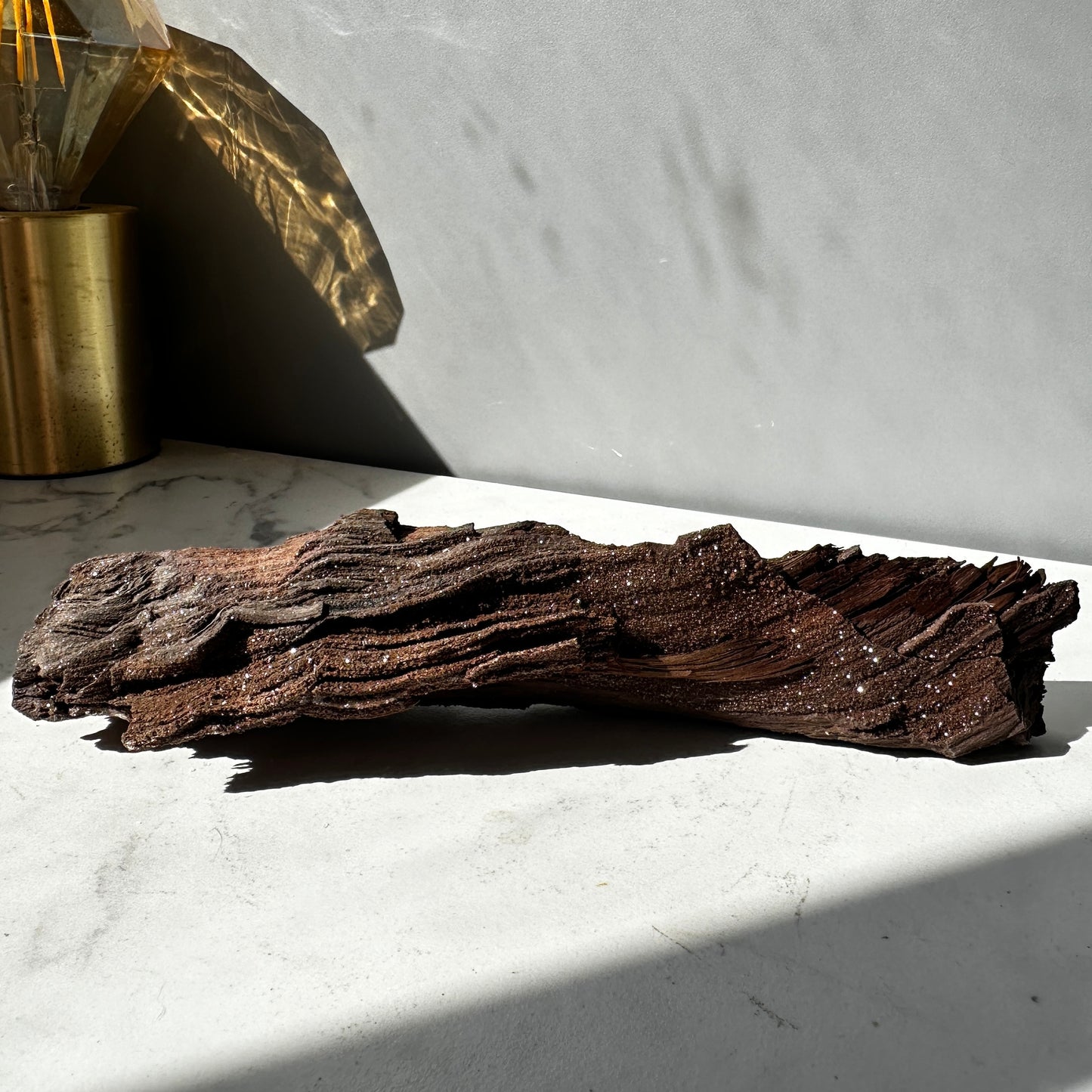 Premineralised Fossil Wood (Triassic Period- Germany)